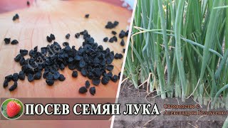 Посев семян лука чернушки Выращиваем лук репку из семян