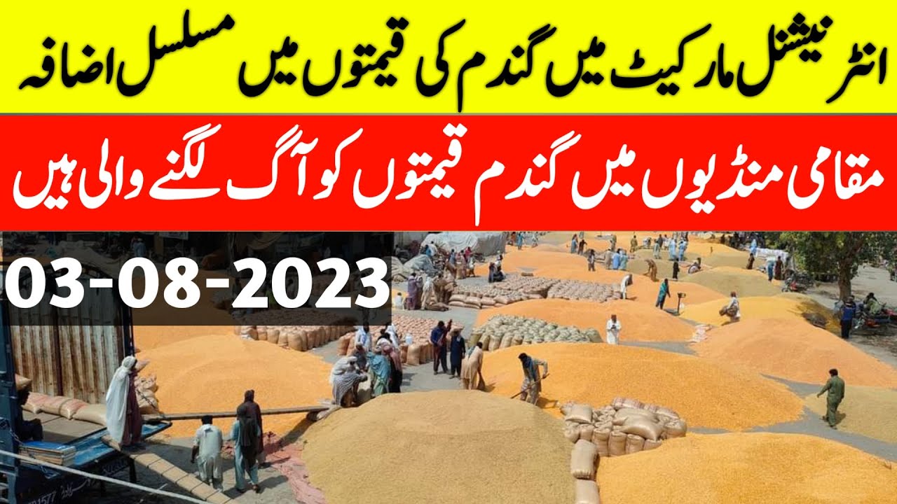 New Wheat price update todaywheat price today pakistanWheat price in
