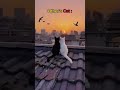 My cat vs other cat #cat #catshorts #goviral #kunanta