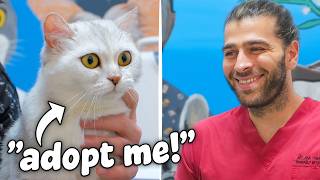 Dünyanın En USLU Kedisi Aile Arıyor!! (Hem Sevimli Hem de Çok Sevecen!)