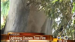 Lightning hits yard, misses Great Tree