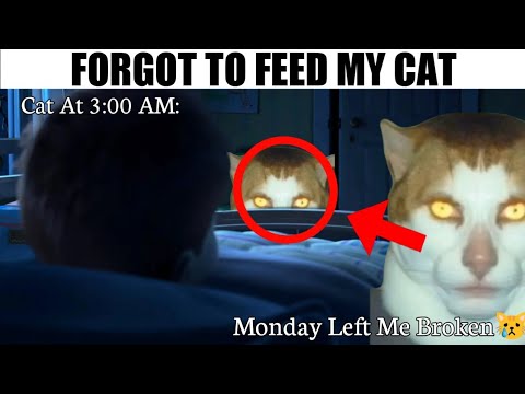 эффект кот monday left me broken. Monday left broken. Monday left me broken cat. Monday left me broken cat meme. Monday left me broken cat.