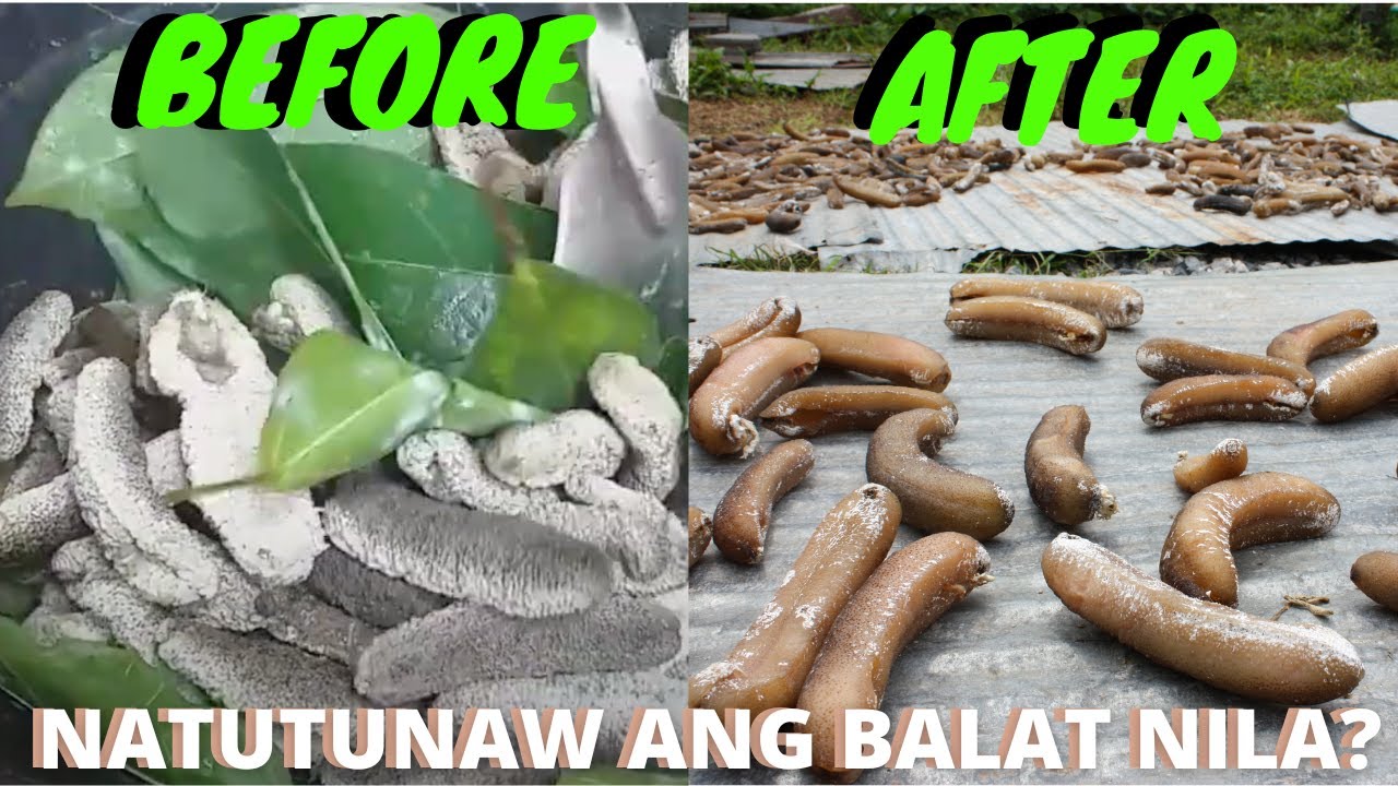 PAANO TINUTUNAW BALAT NG SEA CUCUMBER? THE COOKING PROCESS OF SEA ...