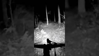 Celebrity Wolf attack! Failed Roll-up in eerie dark mtb ride 👻 Net Worth