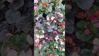 Beautiful Begonia Blooming