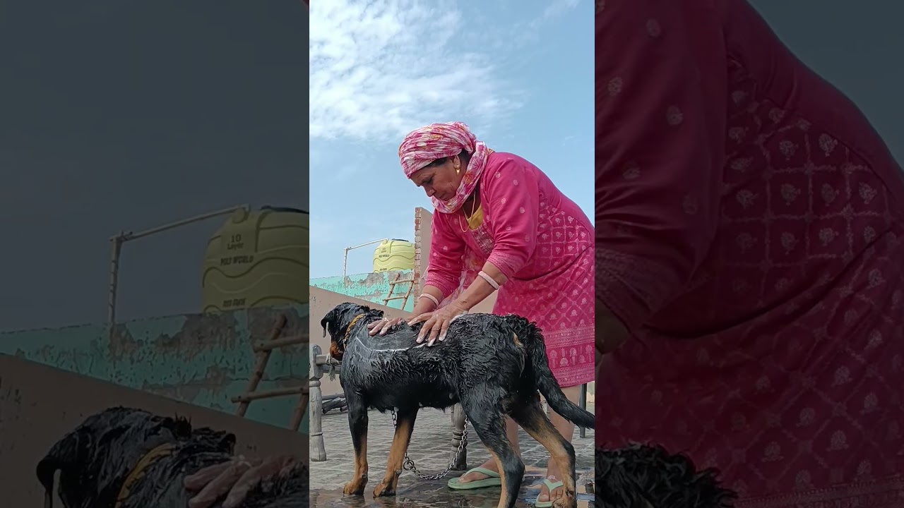 #sundo #funnyanimals #shorts