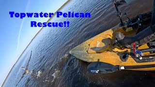 Pelican Action on Topwater Lure