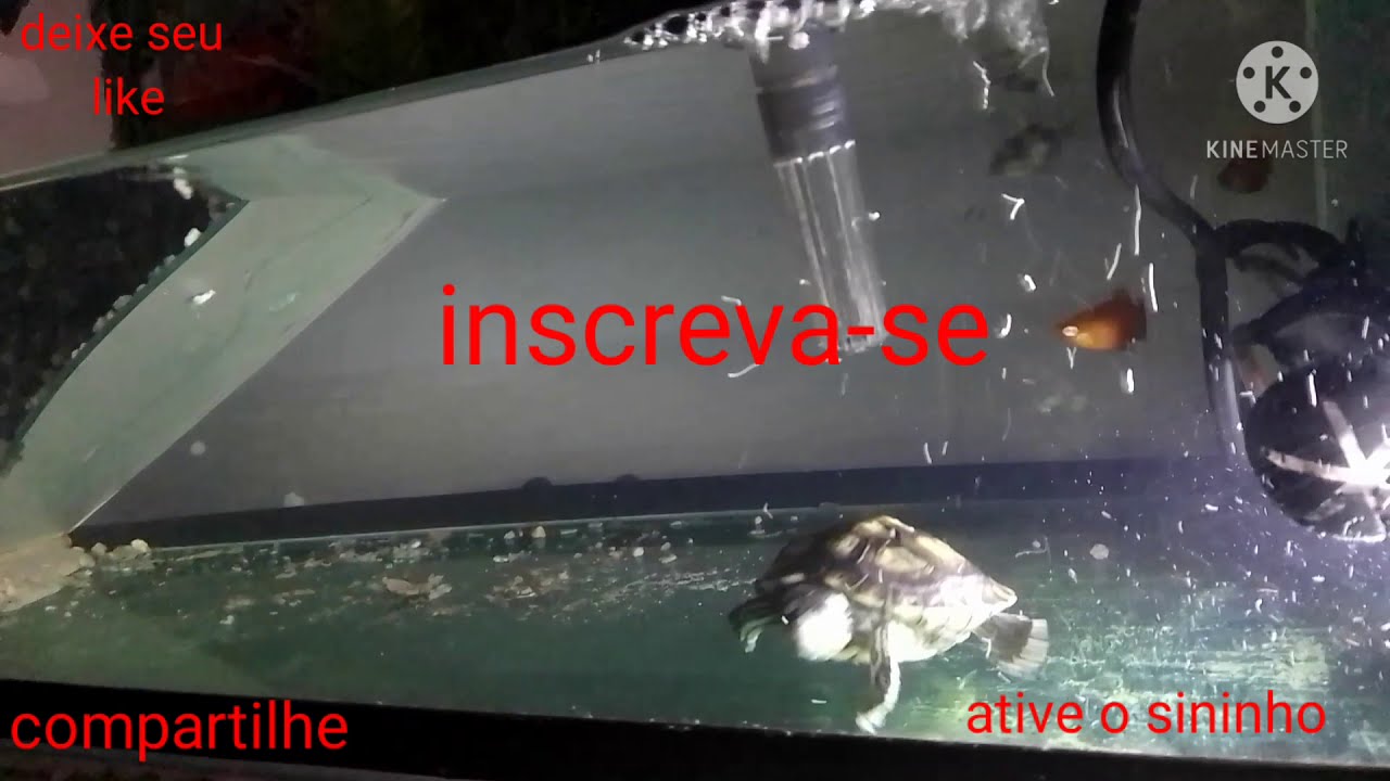 COMO LIMPAR O AQUARIO DA TARTARUGA TIGRE D AGUA!!!!!