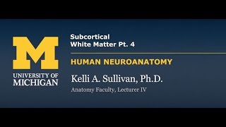 Nervous System: Cortex - Subcortical White Matter (pt. 4)