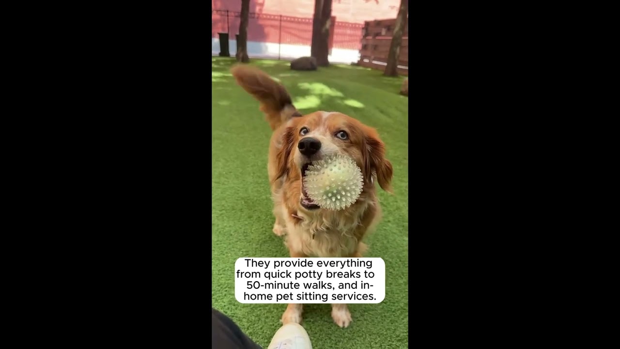 Premier Pet Sitting and Dog Walking in Chicago | Green Paws Chicago