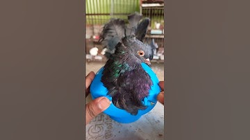 Pigeon treatment 1320 #kalapati​ #birds​ #shorts​ #pigeon​ #kabutar​ #pets​ #pigeontreatment