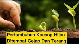 Pertumbuhan Kacang Hijau Ditempat Gelap Dan Terang