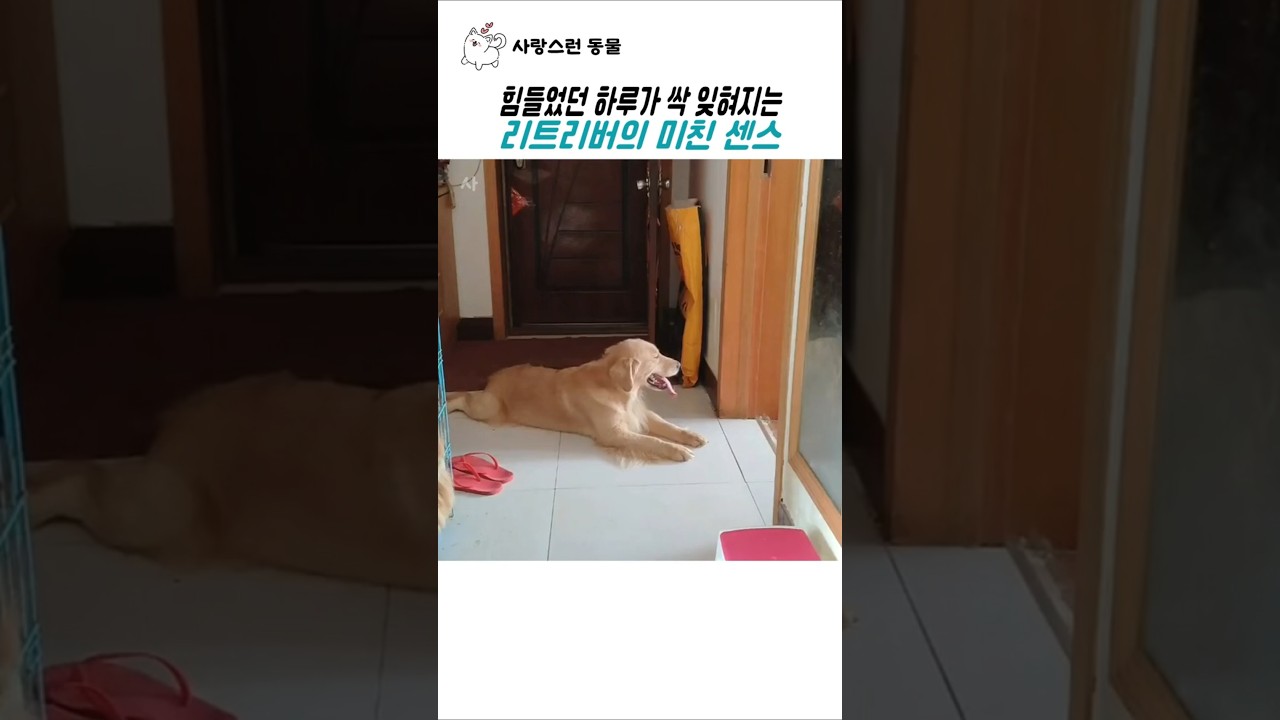 힘들었던 하루가 싹 잊혀지는 리트리버의 미친 센스