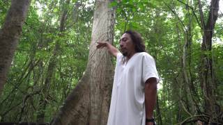 La historia de la Ceiba sagrada de los mayas