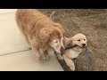視力を失い元気をなくした高齢犬、しかしある日子犬が家にやってくると・・・