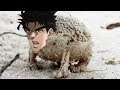 Angry Squeaking Jotaro