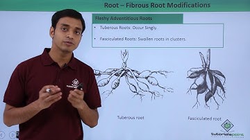 Class 11th – Root - Fibrous Root Modifications | Morphology of Flowering Plants | Tutorials Point