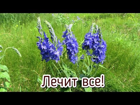 Соберите на поле в июне эту траву от 99 болезней! Какие целебные травы собирать в июне?