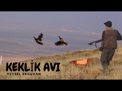 2023 Av Köpeği ile Tavşan Keklik Avları🔥Partridge hunt🔥Partridge and rabbit hunts🔥ingiliz pointer🔥