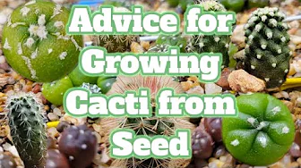 Advice for Growing Cacti from Seed #cactus #seeds Advice for Growing Cacti from Seed #cactus #seeds