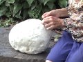 Edible Mushrooms: Giant Puffball