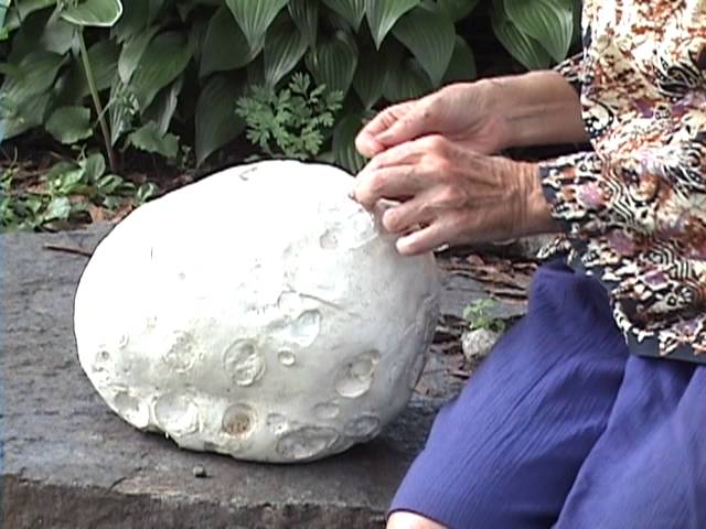 Giant Puffball Mushrooms: Identification, Foraging, and Recipes - Mushroom  Appreciation