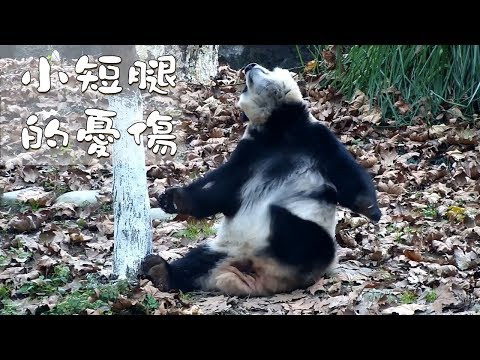 《熊貓早晚安》小短腿的憂傷 | iPanda熊貓頻道