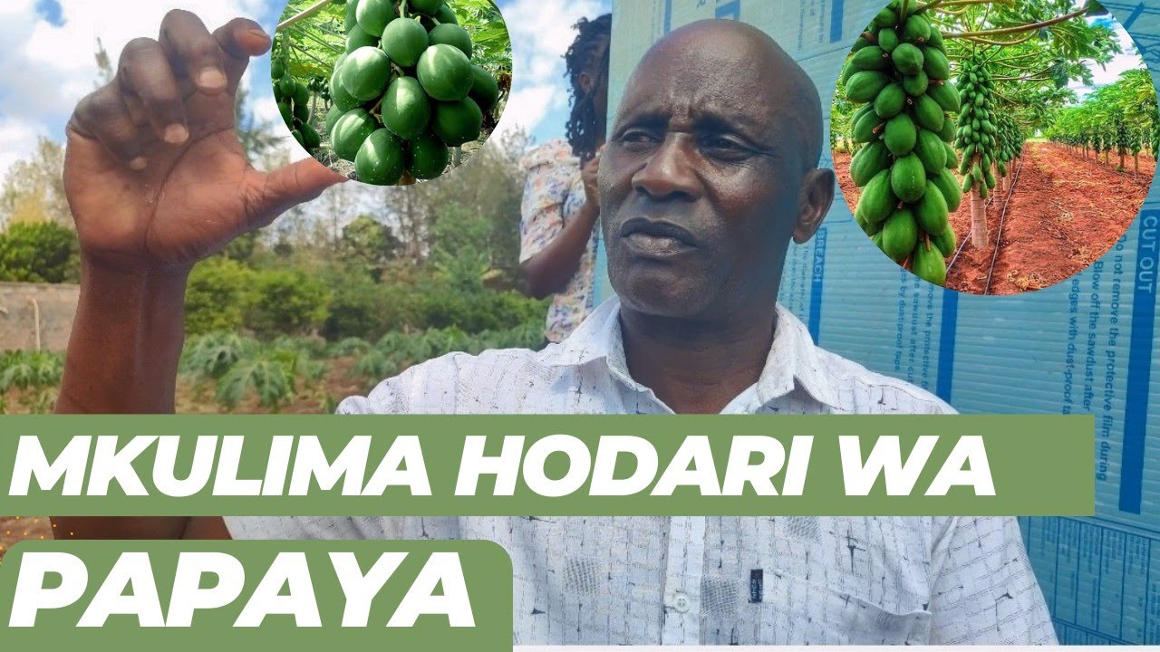 Paw Paw (Papaya) farming in Kenya. Meet Maria Ndoro paw paw farmer and