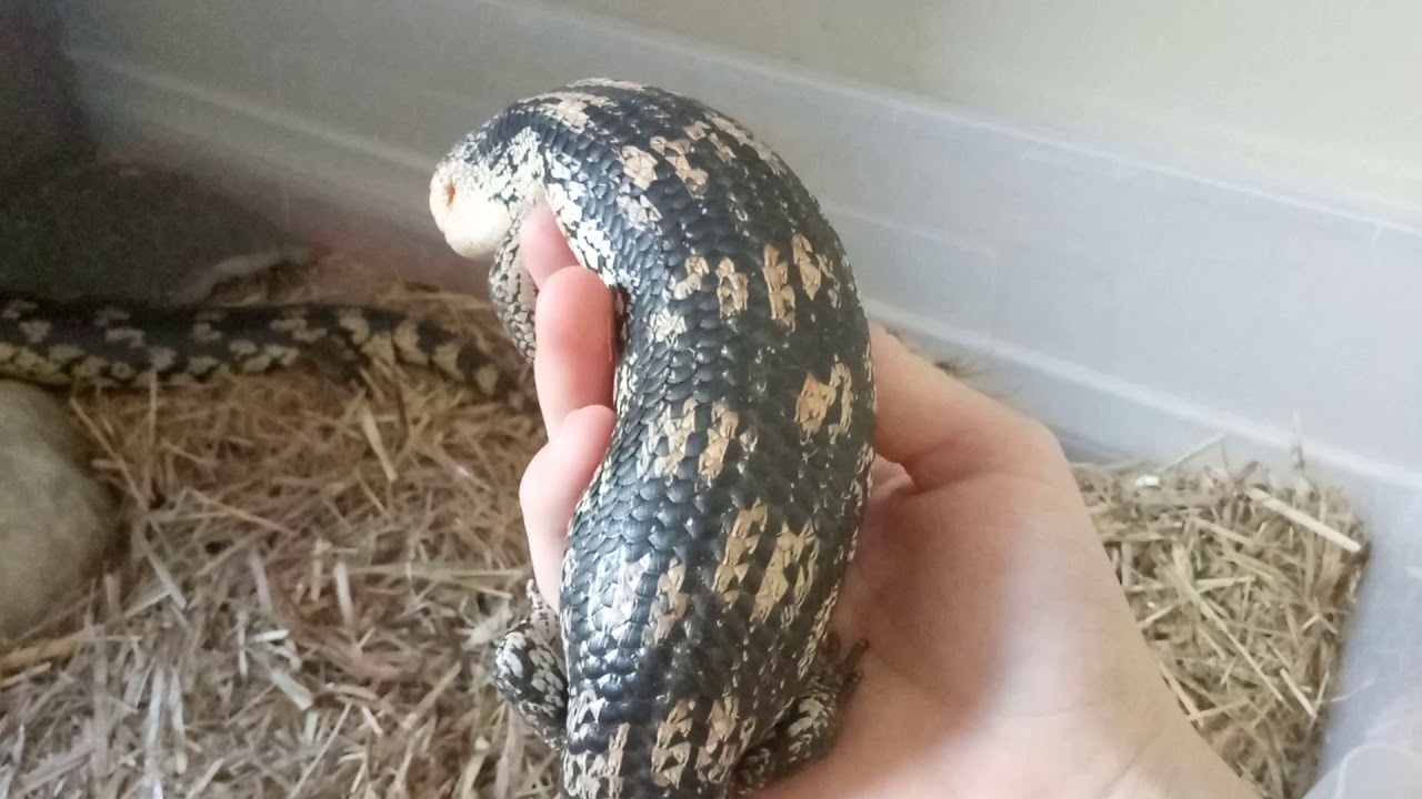 camera iphone 8 plus apk Keeping lizards in tubs theory???