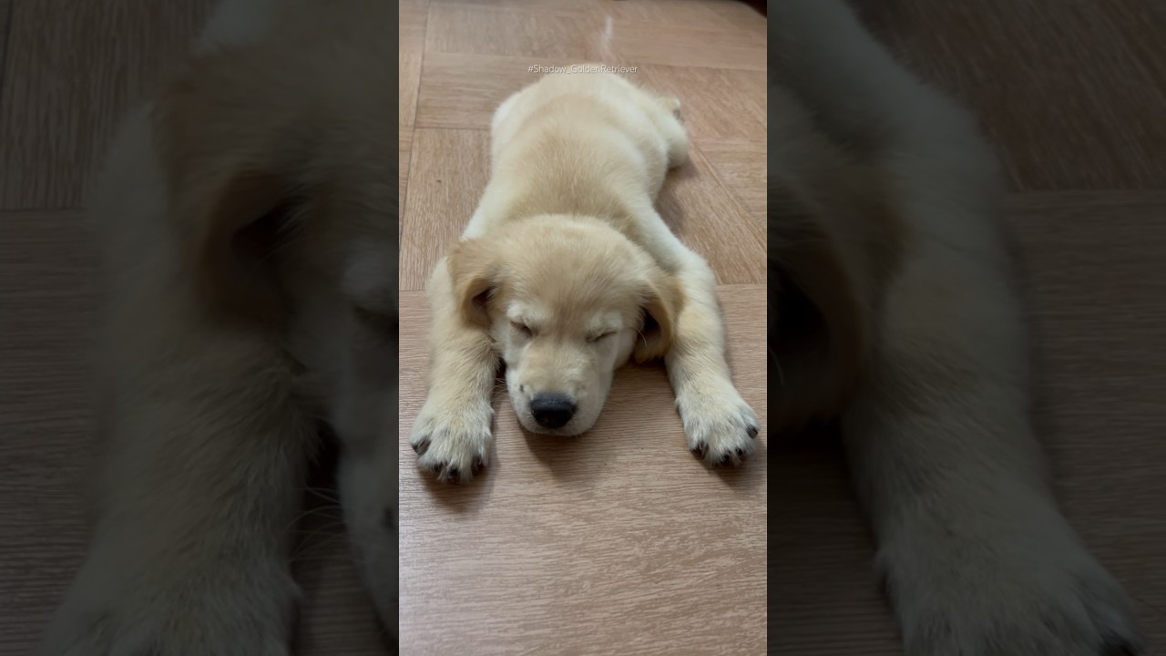 Shadow’s sleeping moments 