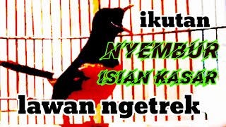 HITUNG DETIK DONGKRAK EMOSI MURAI BATU materi kasar murai seri f