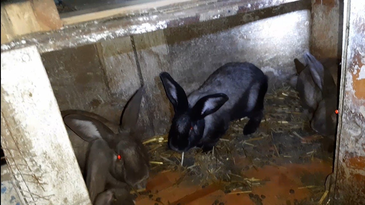 iepurele Secuiesc, cântărire și promovare a rasei