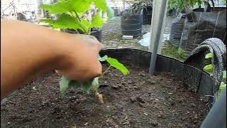 Tanam bibit anggur Shine Muscat ownroot hasil cangkokan sendiri