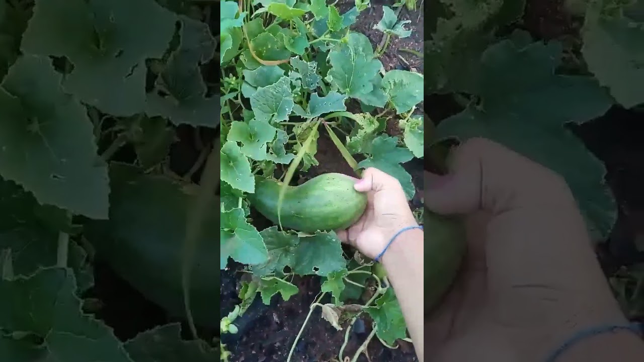 Pepino (Melão Pepino)