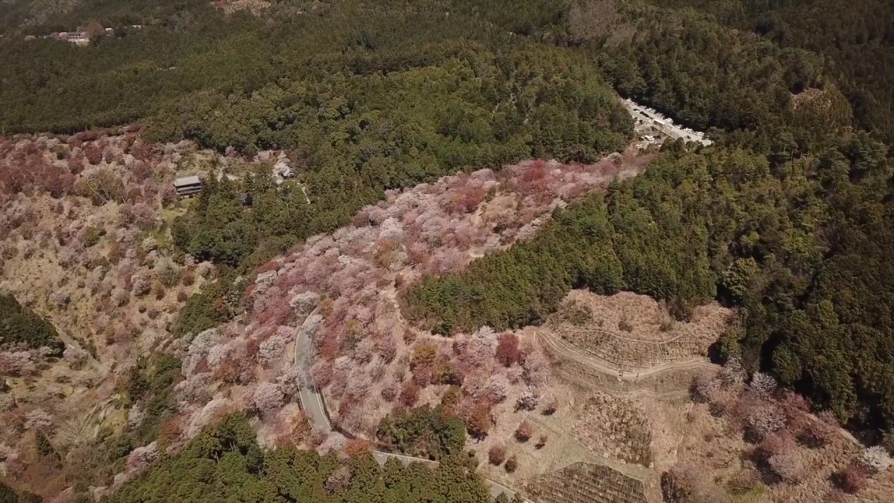 Drone over mountains covered in cherry blossoms, Yoshino, Japan