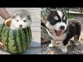 「絶対に笑う」あり得ないことをする犬★おもしろい犬のハプニング, 失敗画像集 #40