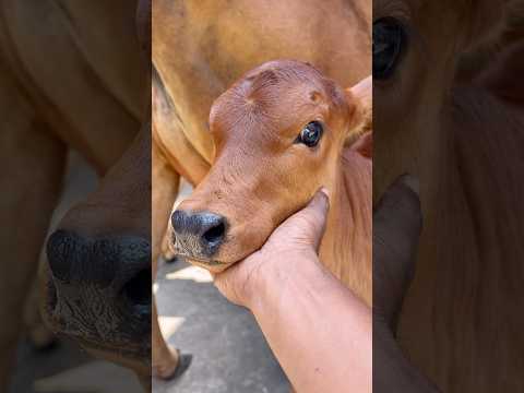 Cute cow 🐄 | #reels #gomata #babycow #biroydas