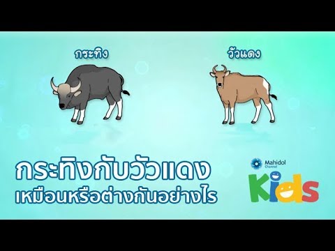 วีดีโอ: วัวกระทิงกับวัวกระทิงต่างกันอย่างไร?