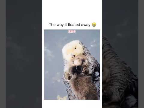 Baby Otter Floats