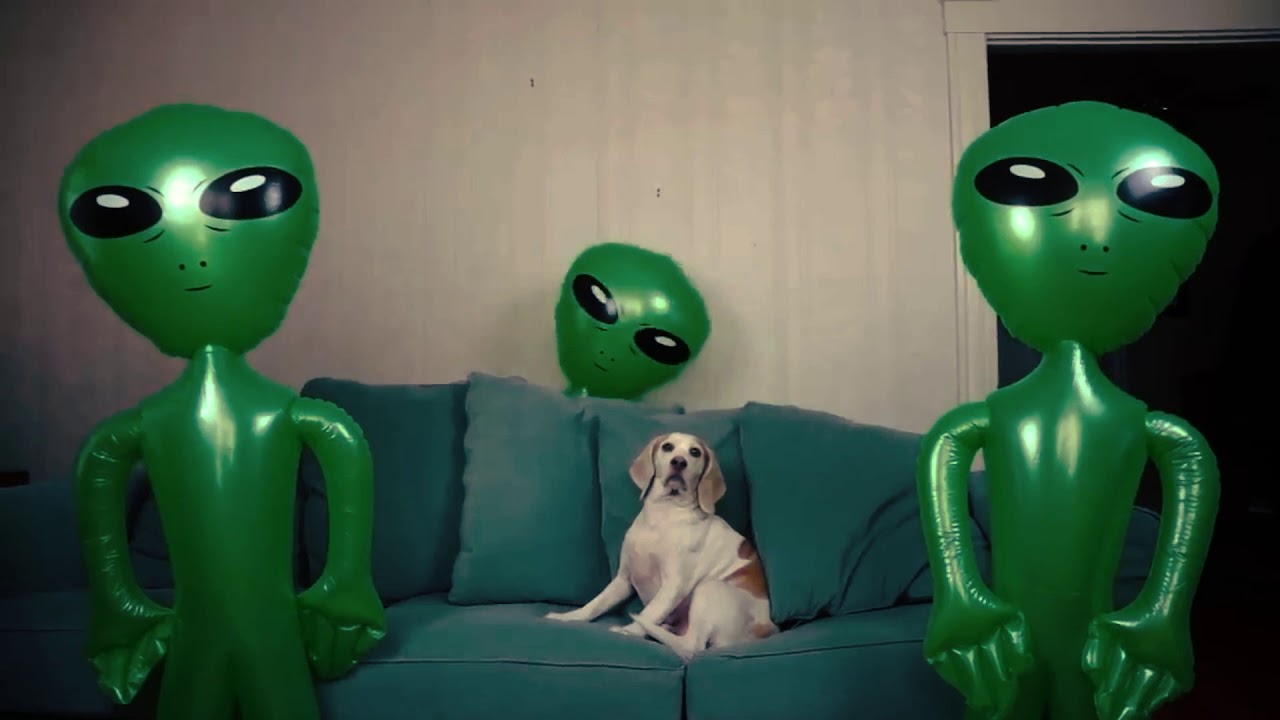 Halz Orchestra - Blaffen (2019)