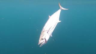 รีวิว คัน Shimano GRAPPLER BB Type C