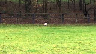Aggressive Springer Spaniel Wayne coming good.