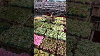 Flower Auction set up in the Netherlands #shorts