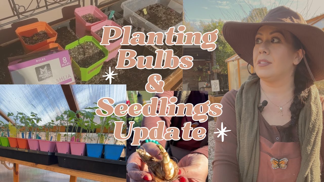 Planting Bulbs & Update on Seedlings | #2026Garden #Zone9b