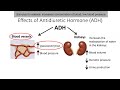 Hormones of the posterior pituitary