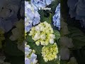 A Chelsea in Bloom moment x moi