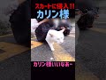 JKのスカートの中に堂々と入るボス猫カリン様!!️あなたは凄すぎる#shorts