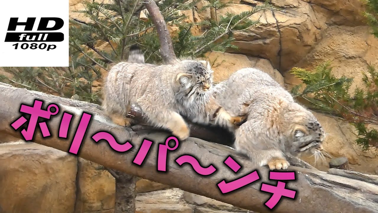 [Manulneko] Играем в Ёсимунэ Токугаву 😺.