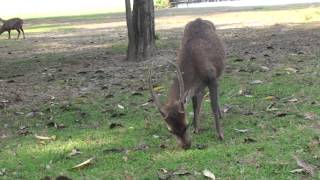 RBRU - HuSo - เกาะกระดาด