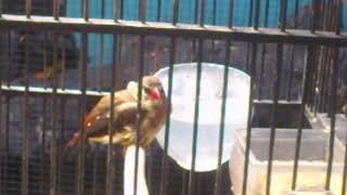 Strawberry Finch singing Canary